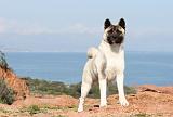 AKITA AMERICAIN 171